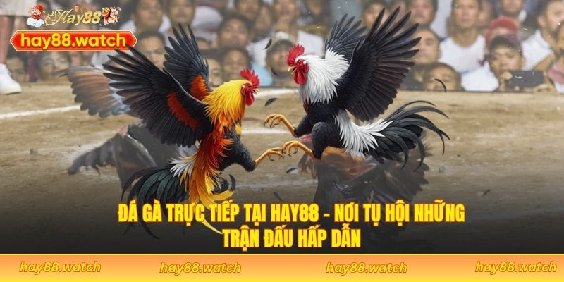 Đá Gà Trực Tiếp Tại Hay88 - Nơi Tụ Hội Những Trận Đấu Hấp Dẫn
