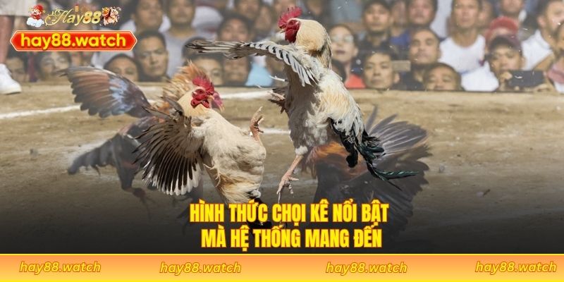Hình thức chọi kê nổi bật mà hệ thống mang đến