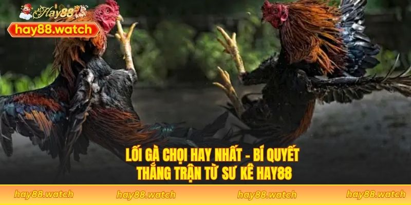 Lối Gà Chọi Hay Nhất - Bí Quyết Thắng Trận Từ Sư kê Hay88