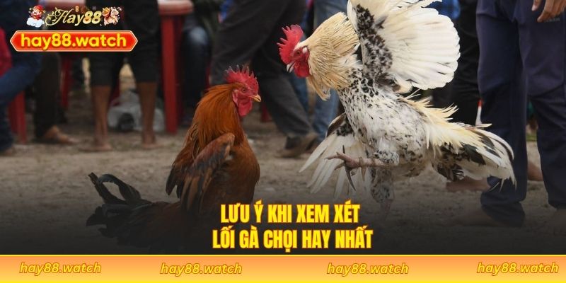 Lưu ý khi xem xét lối gà chọi hay nhất