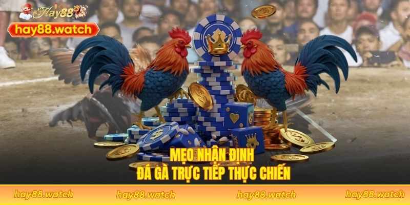 Mẹo nhận định đá gà trực tiếp thực chiến