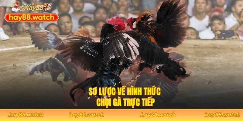 Sơ lược về hình thức chọi gà trực tiếp