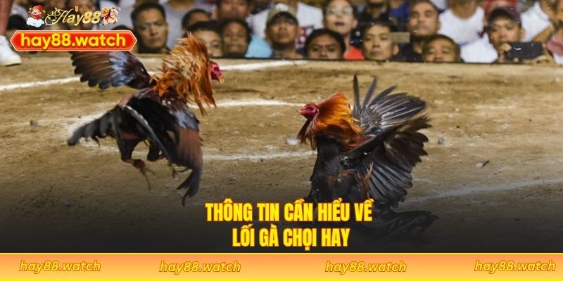 Thông tin cần hiểu về lối gà chọi hay